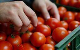Hand selecting fresh tomatoes
